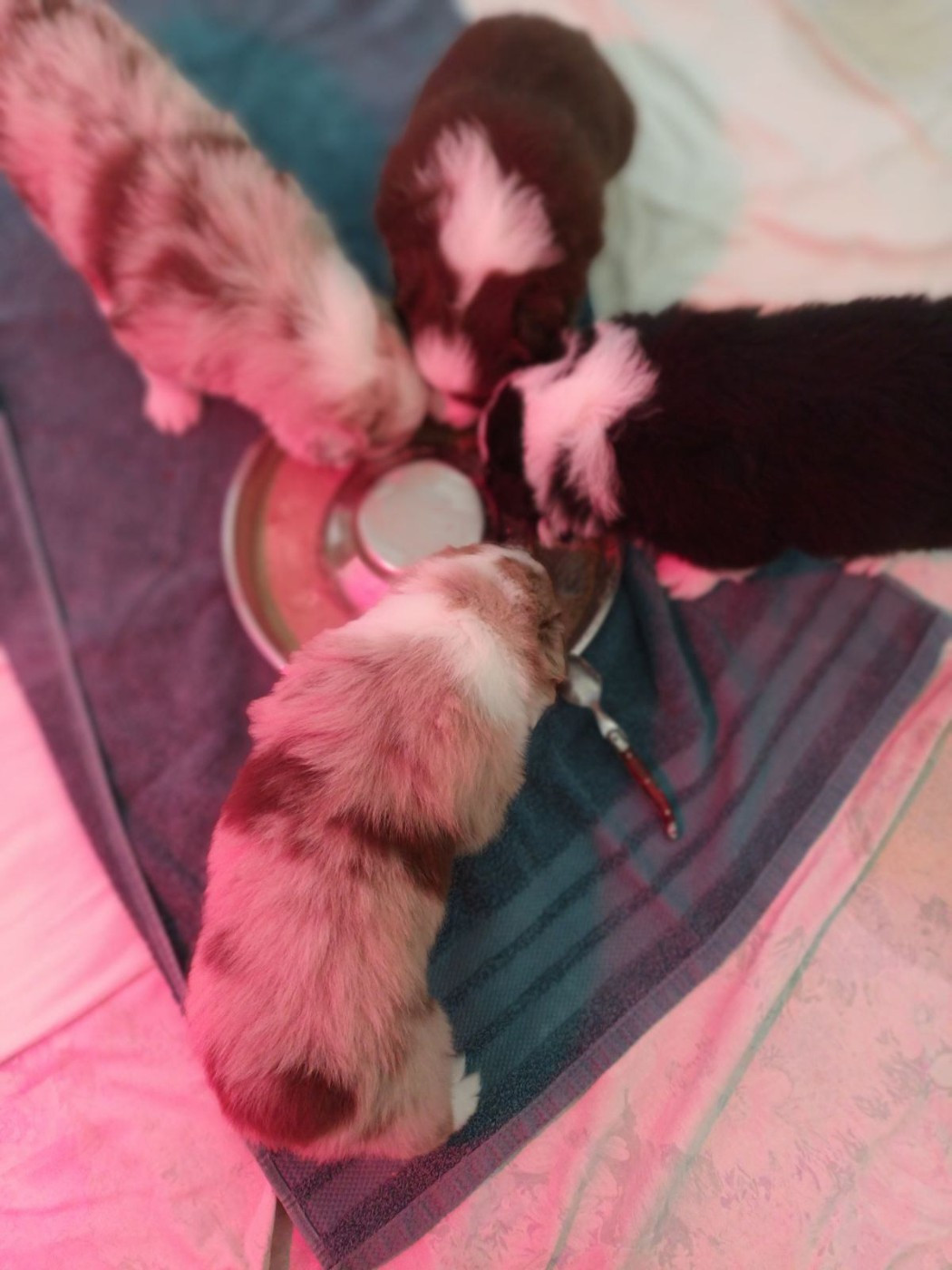 Le premier repas des chiotsl