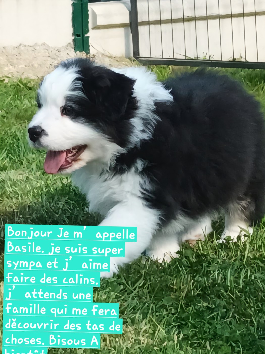 Chiot à réserver