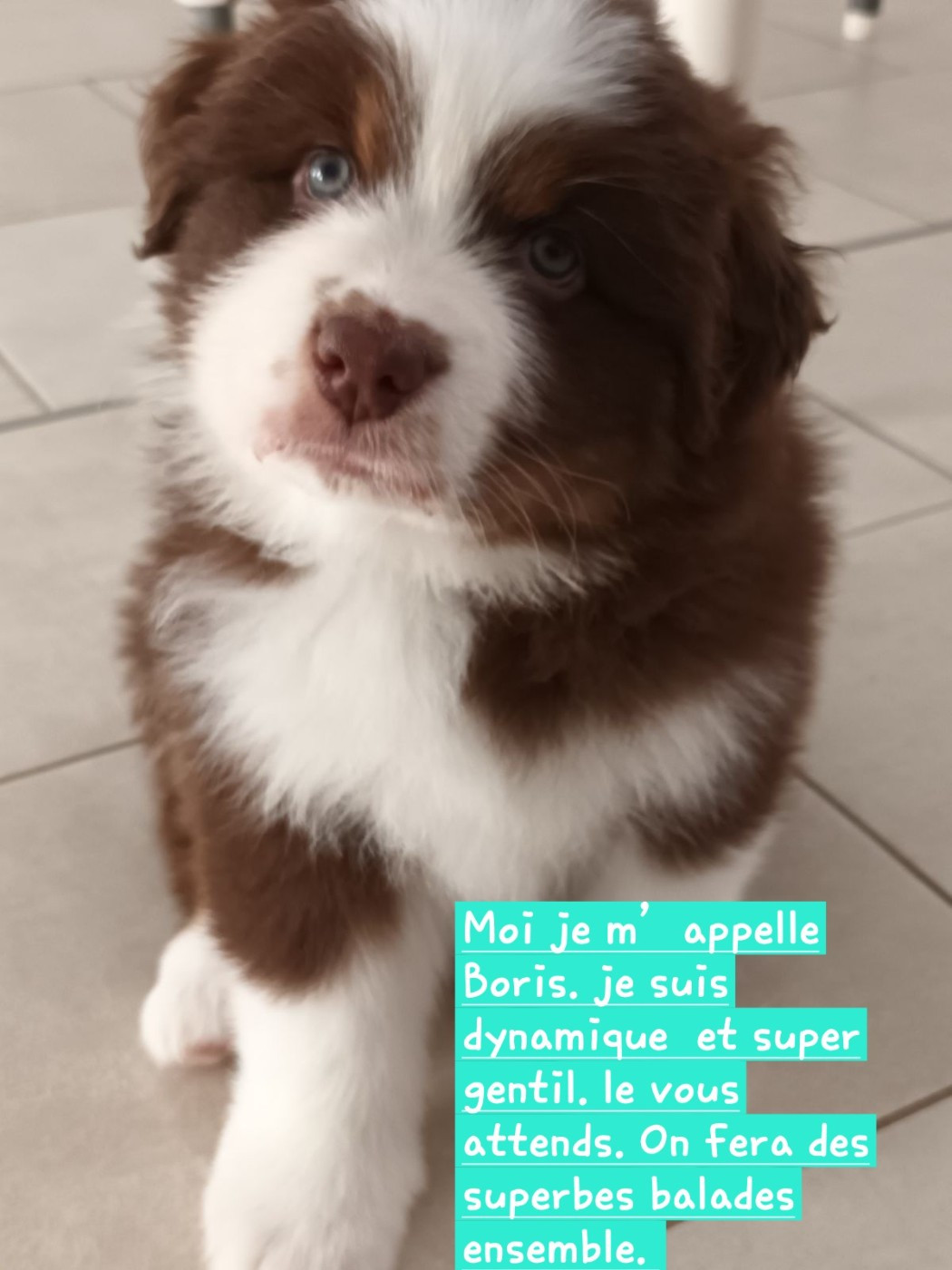 Chiot à réserver