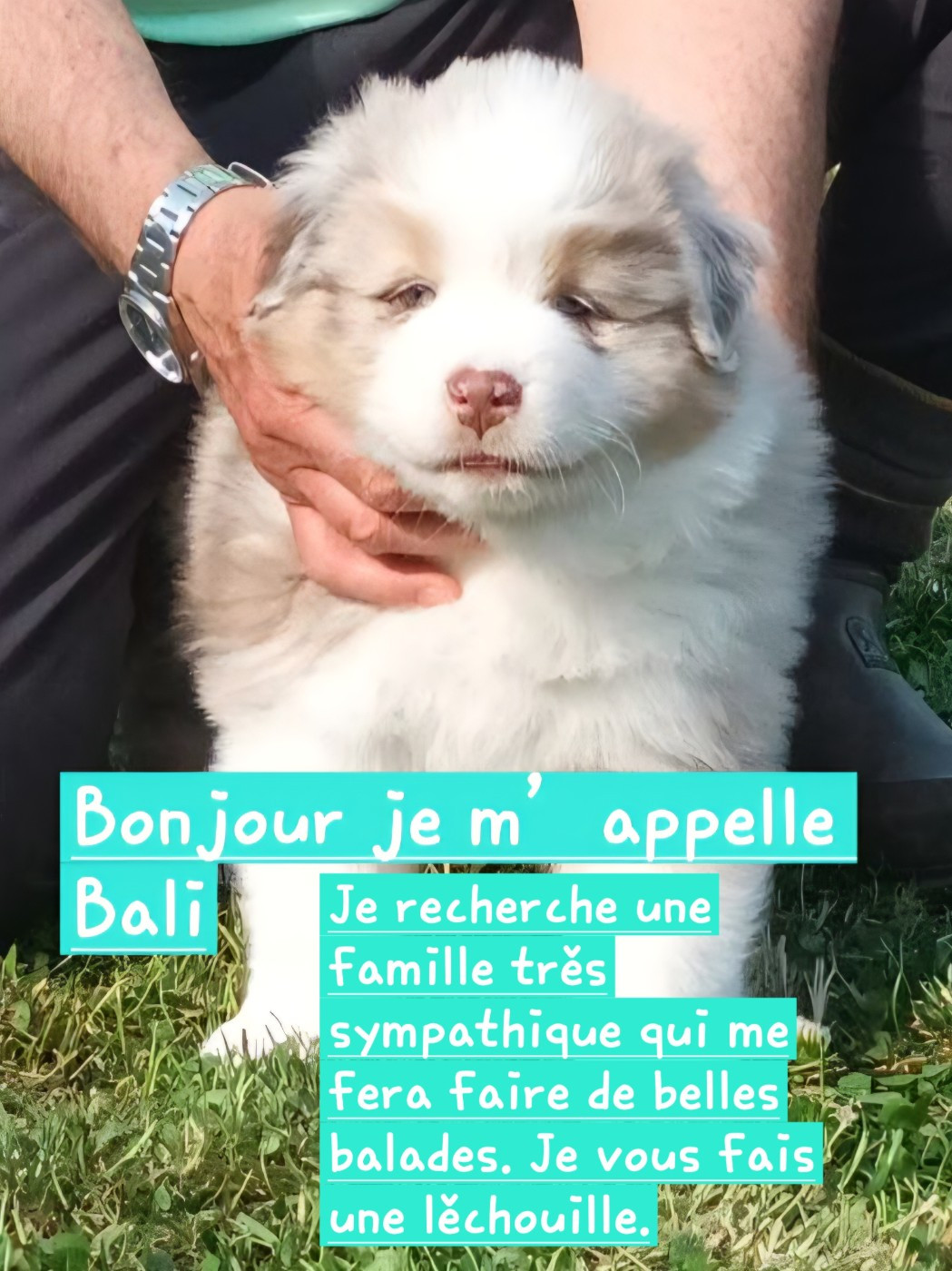Chiots à réserver