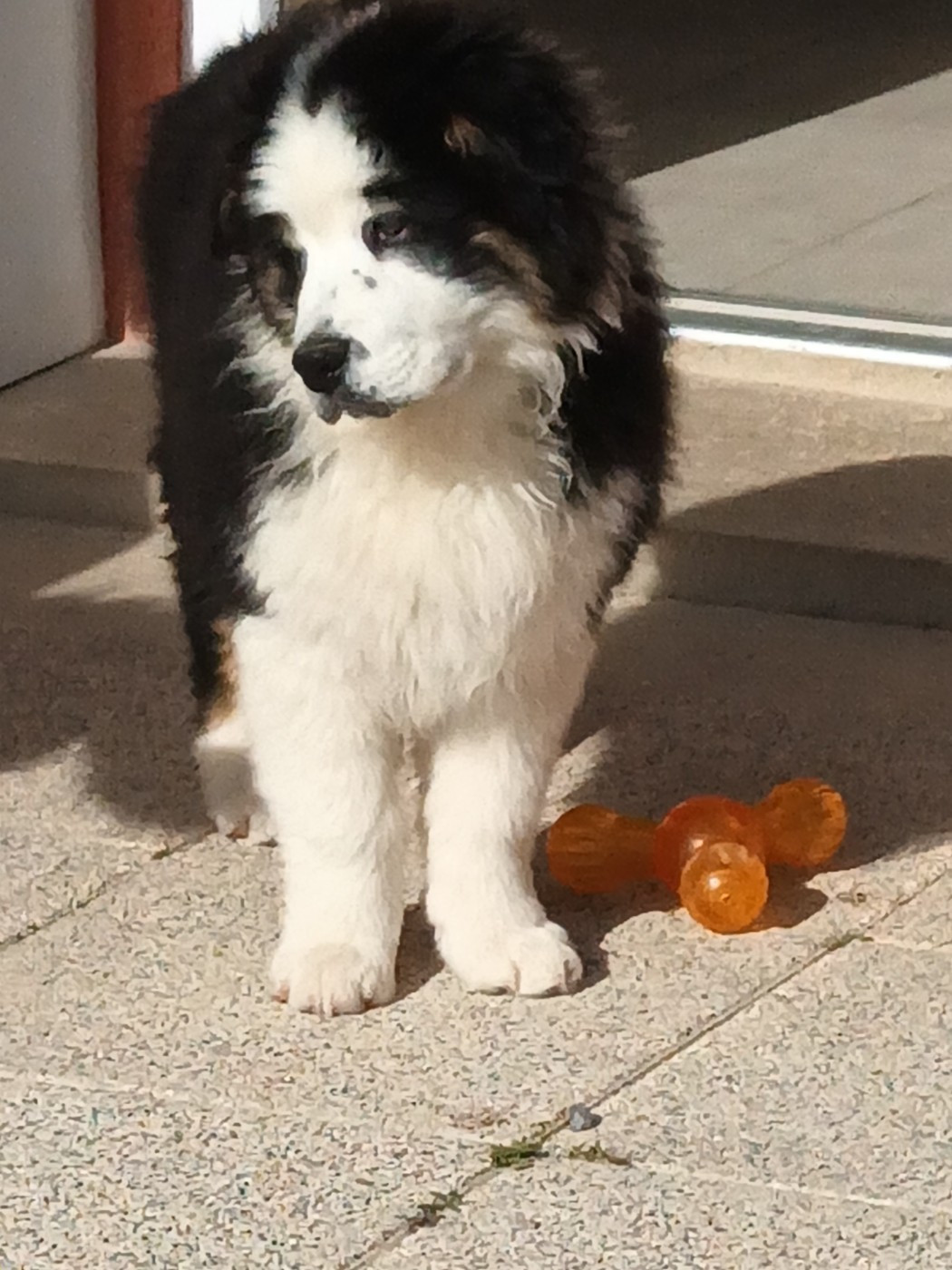 Chiot disponible