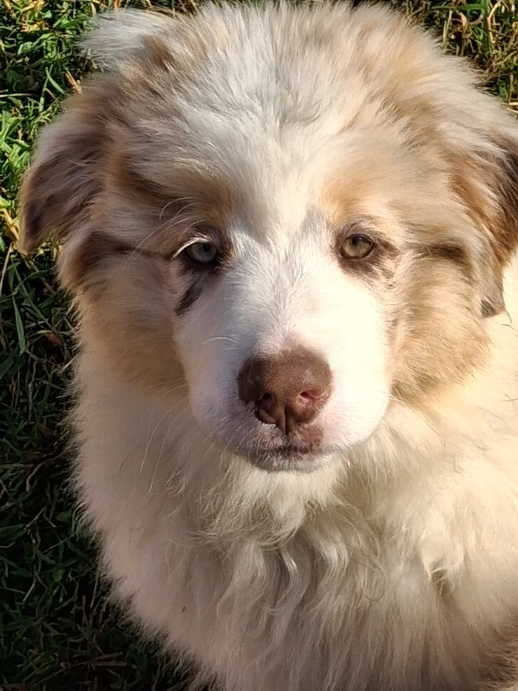 Chiot disponible