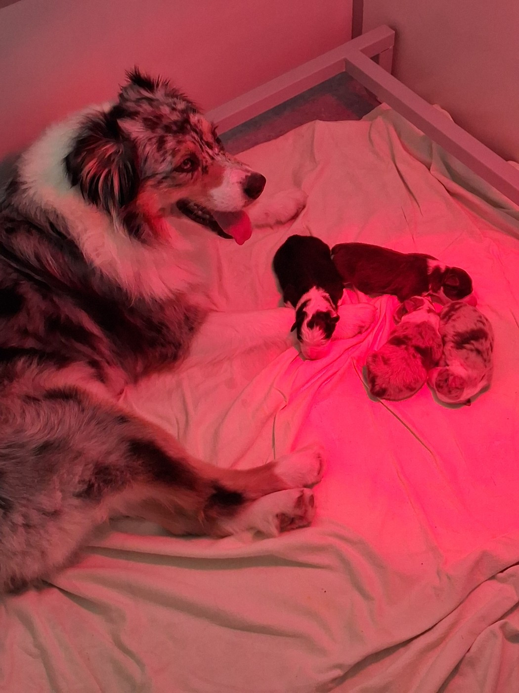 Chiot Berger Australien Du Domaine Des Myralice