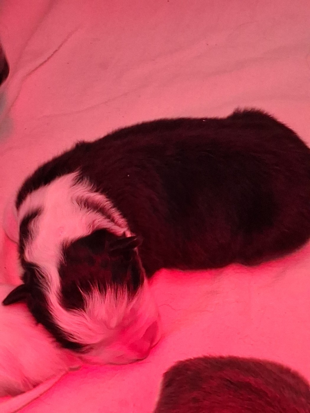 Du Domaine Des Myralice - Chiots disponibles - Berger Australien