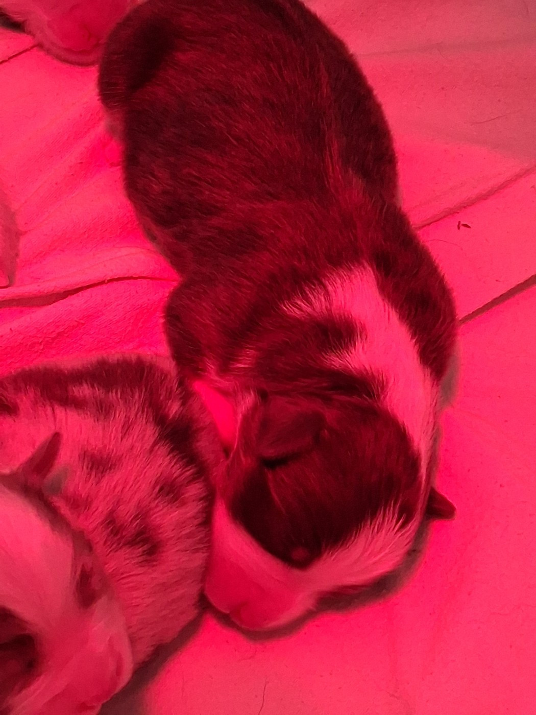 Du Domaine Des Myralice - Chiots disponibles - Berger Australien