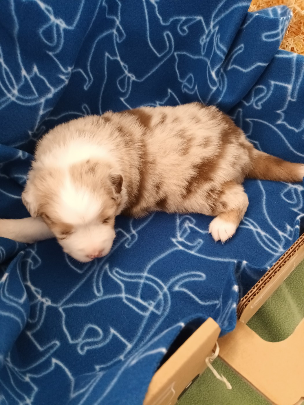 Du Domaine Des Myralice - Chiots disponibles - Berger Australien