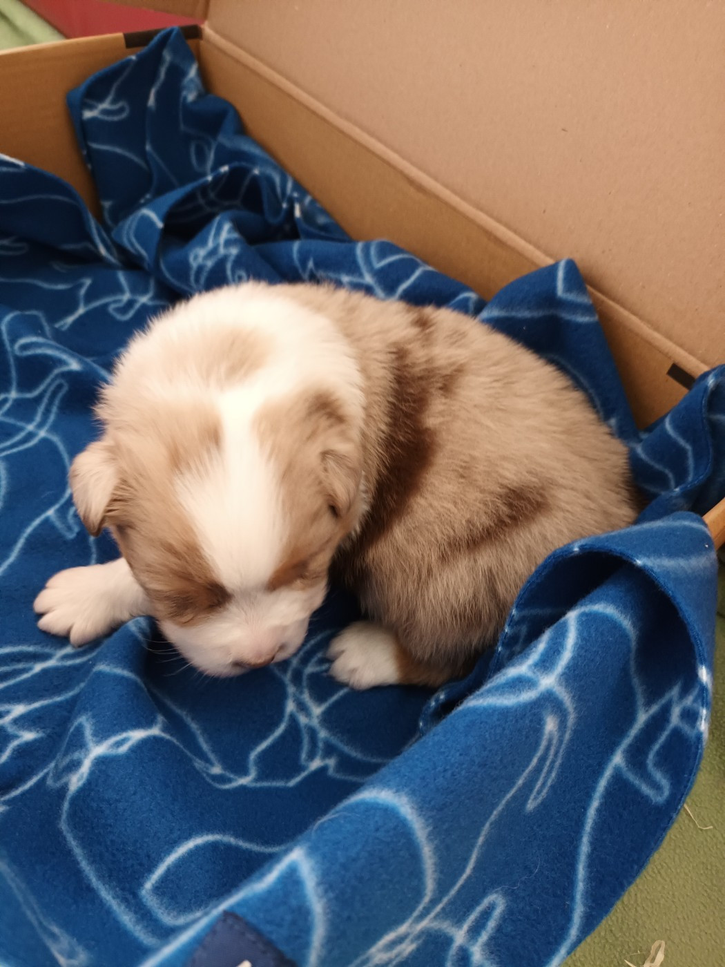 Du Domaine Des Myralice - Chiots disponibles - Berger Australien