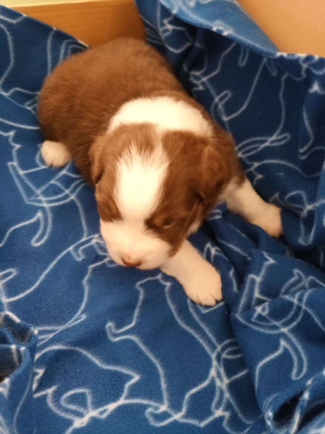 Du Domaine Des Myralice - Chiots disponibles - Berger Australien