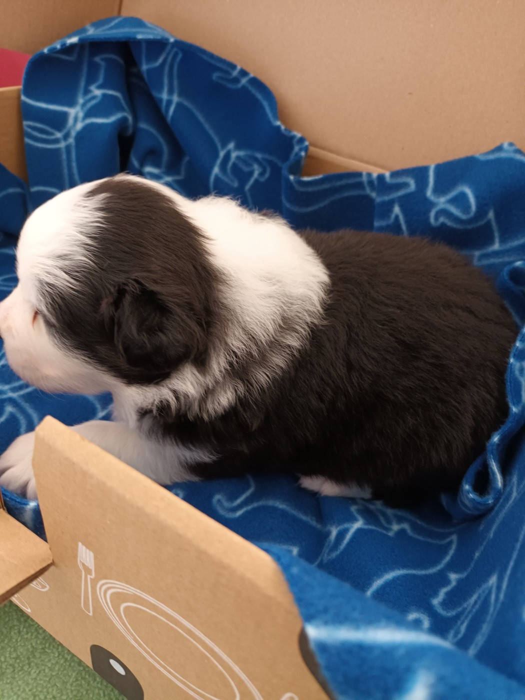 Du Domaine Des Myralice - Chiots disponibles - Berger Australien