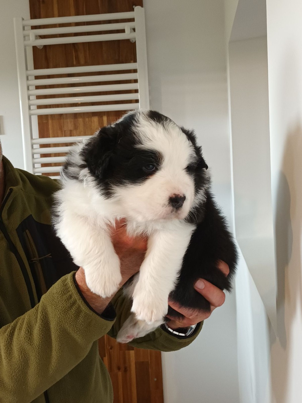 Du Domaine Des Myralice - Chiots disponibles - Berger Australien