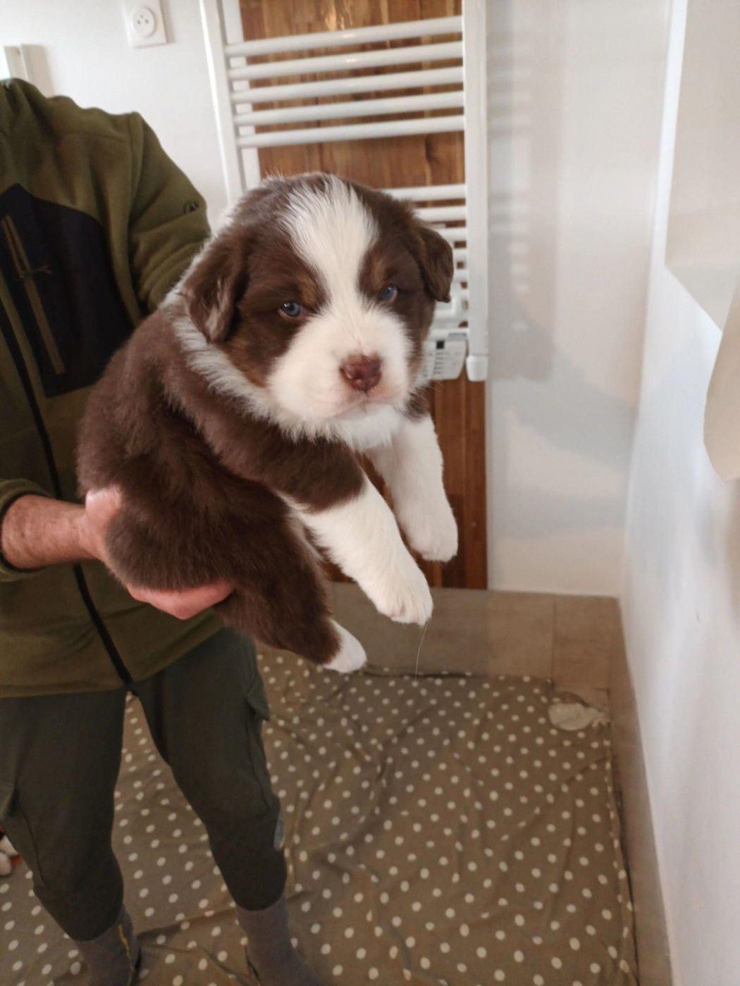 Du Domaine Des Myralice - Chiots disponibles - Berger Australien