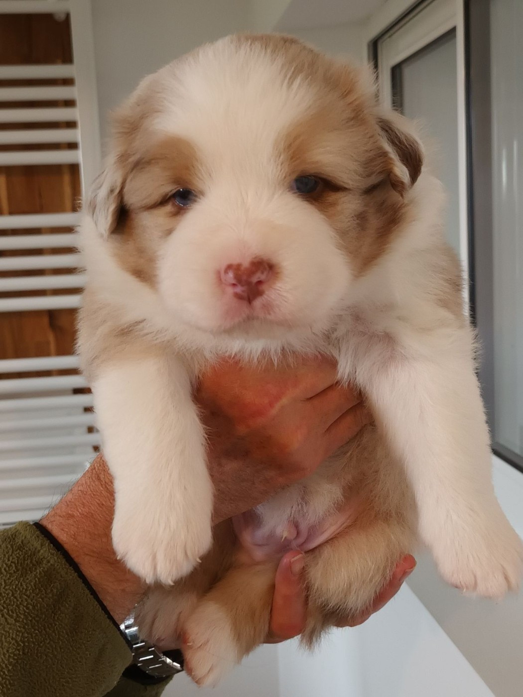 Du Domaine Des Myralice - Chiots disponibles - Berger Australien