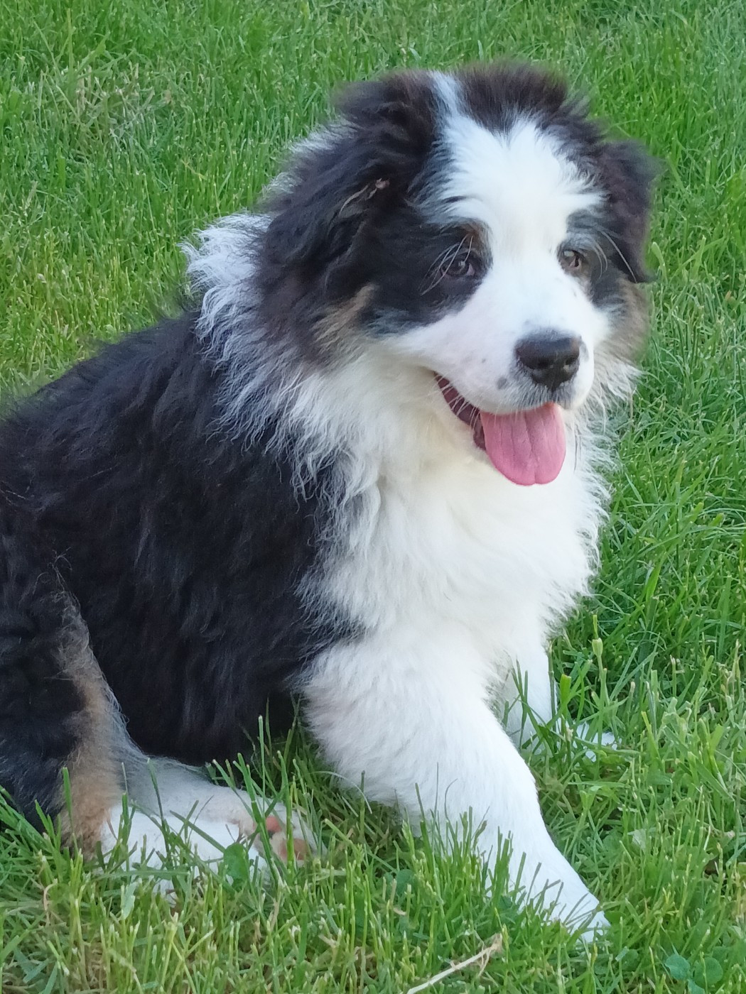 Du Domaine Des Myralice - Chiots disponibles - Berger Australien