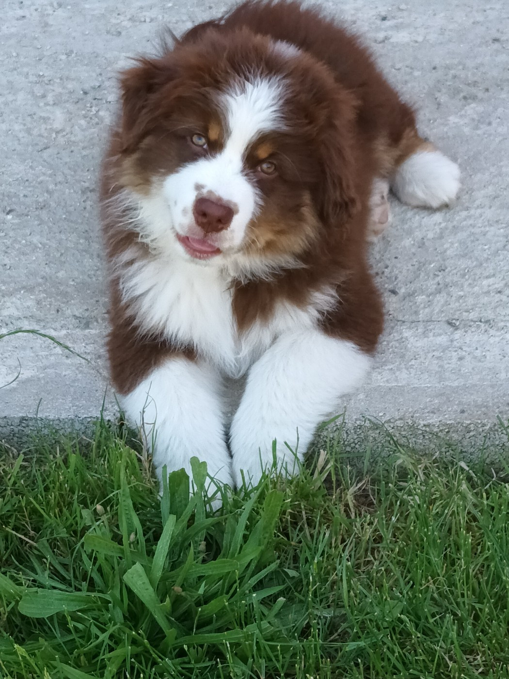 Du Domaine Des Myralice - Chiots disponibles - Berger Australien