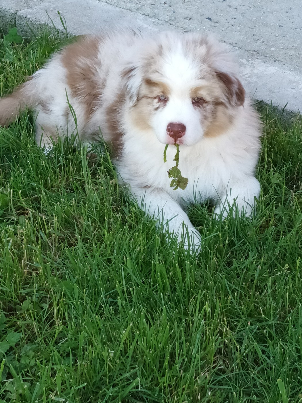 Du Domaine Des Myralice - Chiots disponibles - Berger Australien