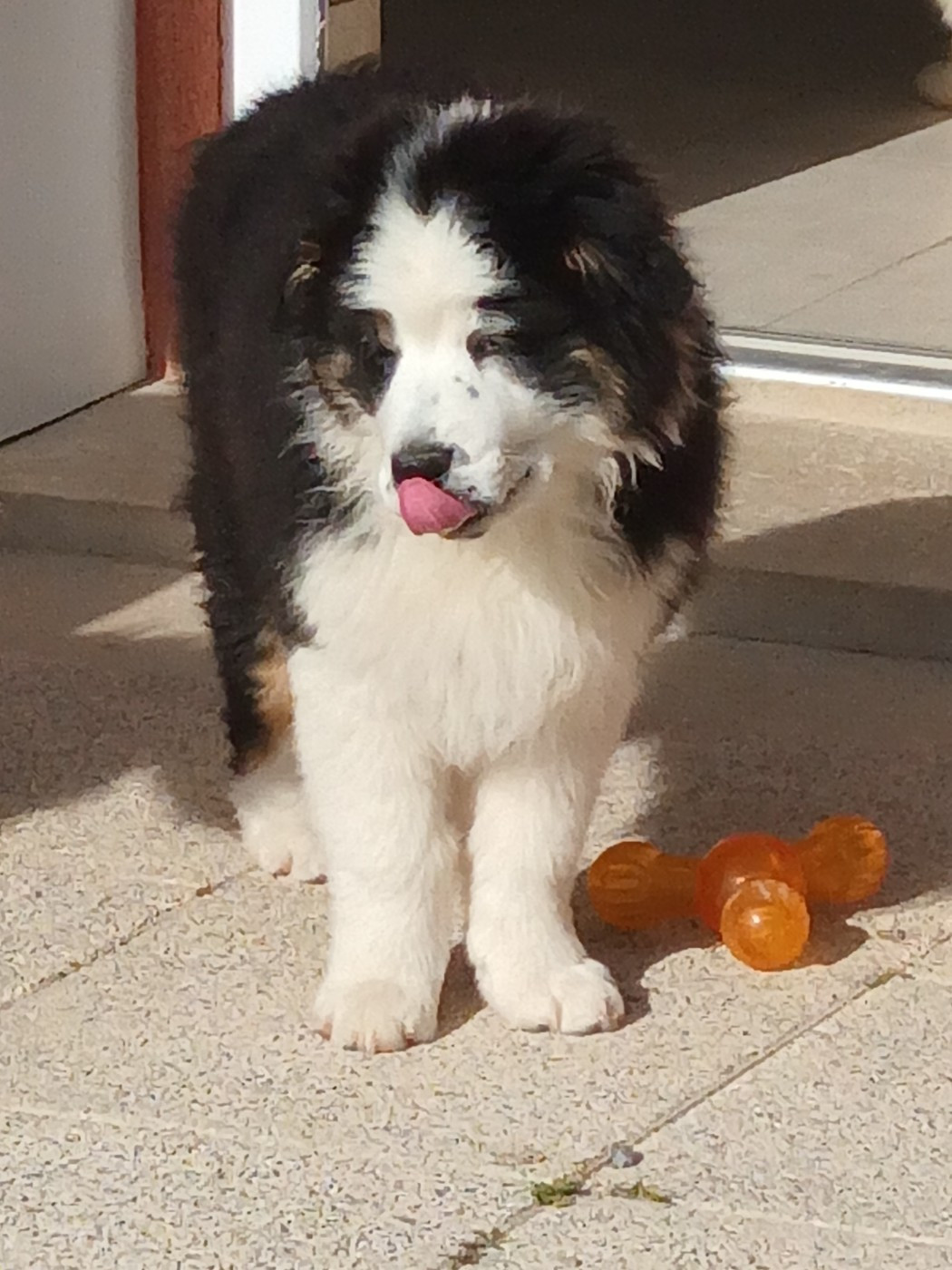 Du Domaine Des Myralice - Chiots disponibles - Berger Australien