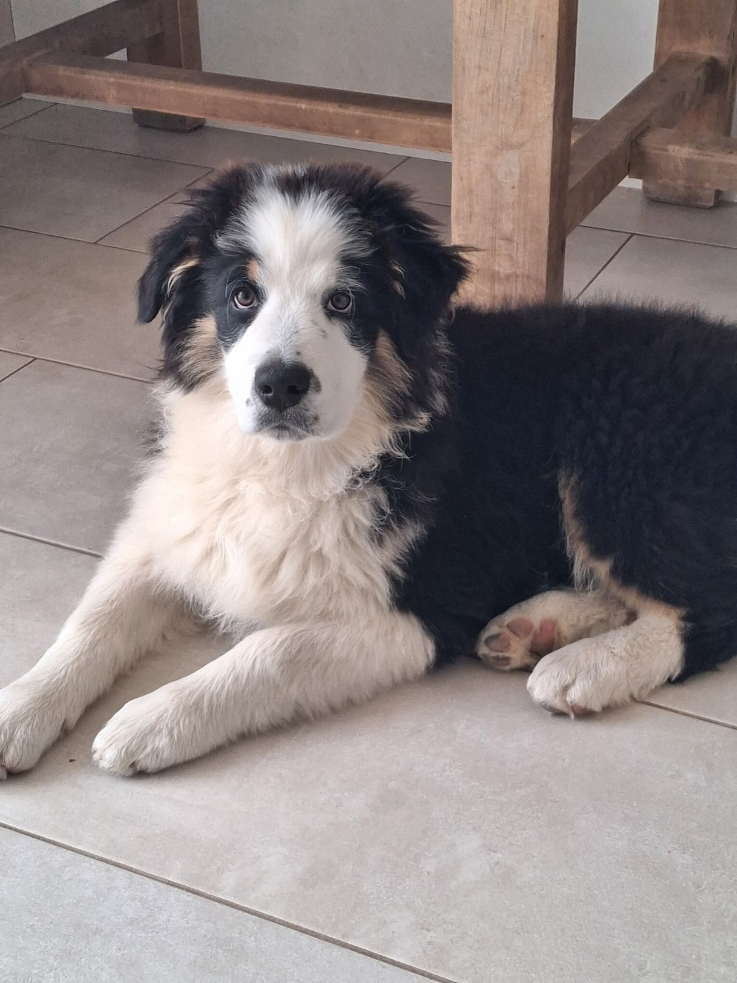 Du Domaine Des Myralice - Chiots disponibles - Berger Australien